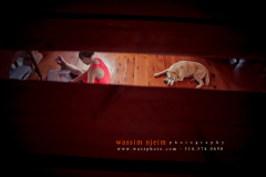 © Wassim Njeim Photography - www.wassphoto.com