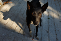 Stray do in Puerto Escondido
