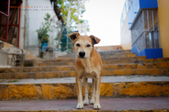 Stray dog