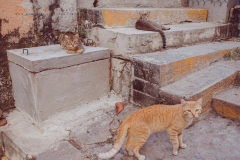 Stray cats in Puerto Escondido